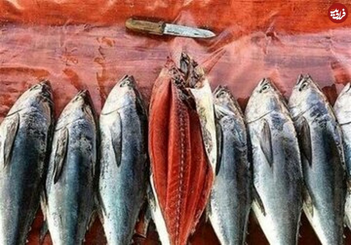 اتفاق عجیب در بازار ماهی؛ ماهی تن صید داخل گران‌تر از قیمت جهانی شد