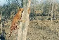 (ویدئو) سنجاب بی باک، یک پلنگ را گیج و سرگردان کرد
