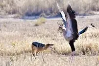 ببینید| درگیری دیدنی مرغ منشی با شغال در آفریقا