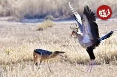 ببینید| درگیری دیدنی مرغ منشی با شغال در آفریقا