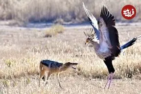 ببینید| درگیری دیدنی مرغ منشی با شغال در آفریقا