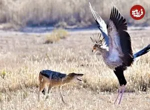 ببینید| درگیری دیدنی مرغ منشی با شغال در آفریقا