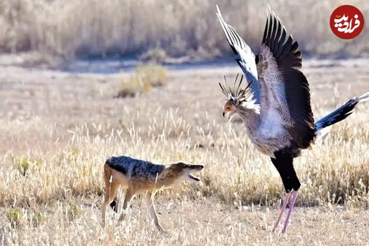 ببینید| درگیری دیدنی مرغ منشی با شغال در آفریقا