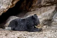 مشاهده ۸ قلاده خرس در این منطقه