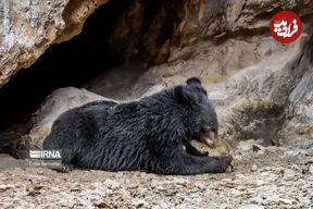 مشاهده ۸ قلاده خرس در این منطقه