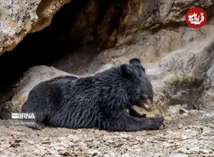 مشاهده ۸ قلاده خرس در این منطقه