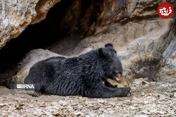 مشاهده ۸ قلاده خرس در این منطقه