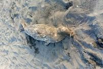 کشف لاشه ۴ فوک خزری در سواحل گیلان؛ تعداد تلفات به ۵۴ مورد رسید