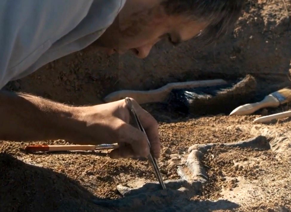 کشف فسیل 100 میلیون‌سالۀ یک «اژدر پرنده» در آرژانتین
