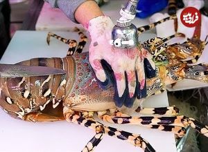 ببینید؛ غذای خیابانی در ژاپن؛ پخت غذا با لابسترهای غول پیکر در اوکیناوا