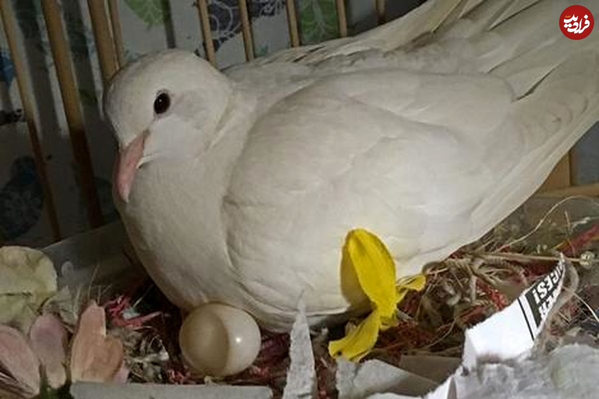 (ویدئو) کبوترها چگونه تخم هایشان را گرم نگه می دارند