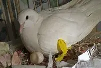 (ویدئو) کبوترها چگونه تخم هایشان را گرم نگه می دارند