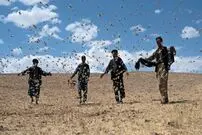 ببینید؛ بخش‌هایی از کشور که ممکن است مورد حمله ملخ‌های مهاجر قرار بگیرد