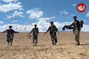 ببینید؛ بخش‌هایی از کشور که ممکن است مورد حمله ملخ‌های مهاجر قرار بگیرد