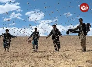 ببینید؛ بخش‌هایی از کشور که ممکن است مورد حمله ملخ‌های مهاجر قرار بگیرد