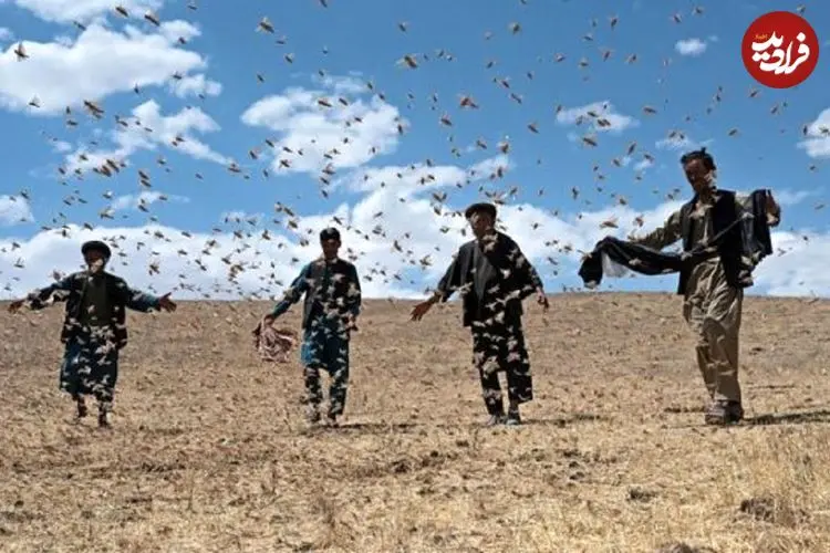 ببینید؛ بخش‌هایی از کشور که ممکن است مورد حمله ملخ‌های مهاجر قرار بگیرد