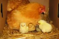 حمله جانانه مرغ به دو گربه برای محافظت از جوجه‌هایش