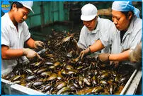 (ویدئو) فرآیند پرورش سوسک آبی غول پیکر توسط کشاورزان ویتنامی 