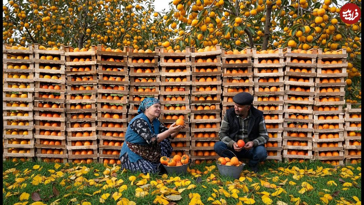 ببینید| غذای روستایی در آذربایجان؛ برداشت خرمالو و تهیه شربت با آن در روستا