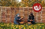 ببینید| غذای روستایی در آذربایجان؛ برداشت خرمالو و تهیه شربت با آن در روستا