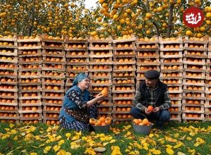 ببینید| غذای روستایی در آذربایجان؛ برداشت خرمالو و تهیه شربت با آن در روستا