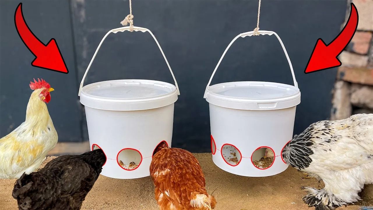 (ویدئو) یک روش ساده و کم هزینه برای ساخت دانخوری مرغ ها با سطل و لوله