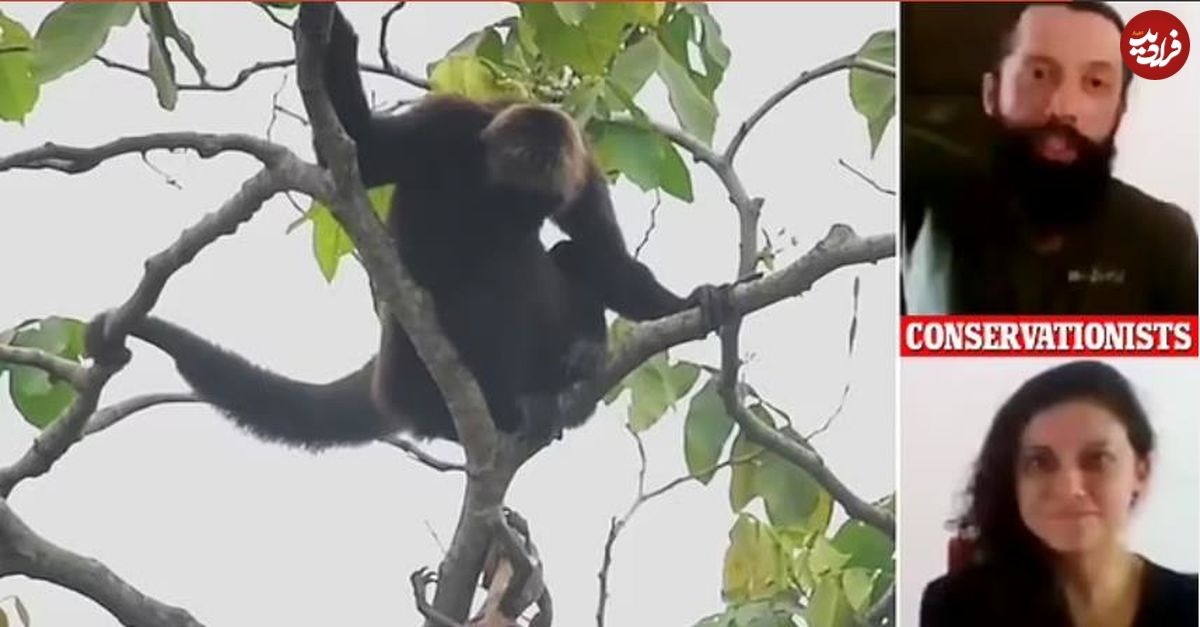 (ویدئو) لحظه دلهره آور زایمان یک میمون عنکبوتی در خطر انقراض که برای اولین بار شکار می شود 