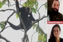 (ویدئو) لحظه دلهره آور زایمان یک میمون عنکبوتی در خطر انقراض که برای اولین بار شکار می شود 