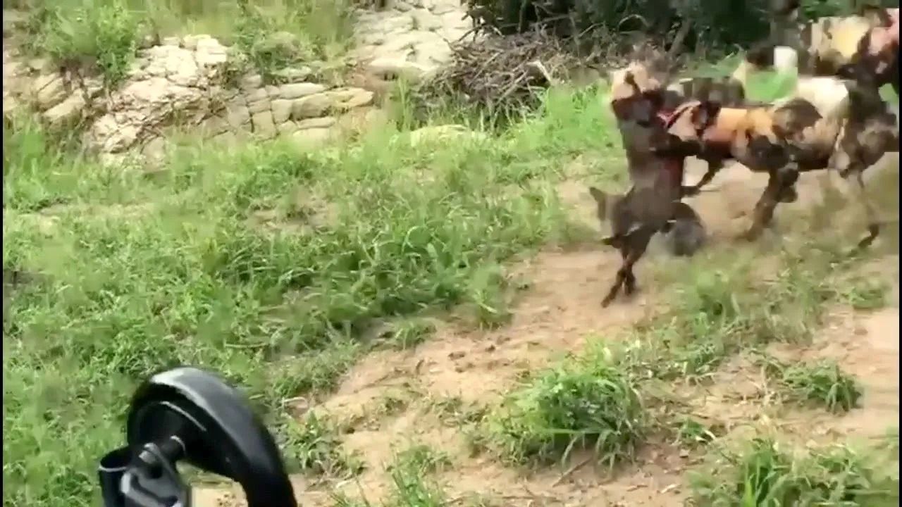 (ویدئو) سگ های وحشی آفریقایی بچه گراز نگون بخت را زنده زنده خوردند!