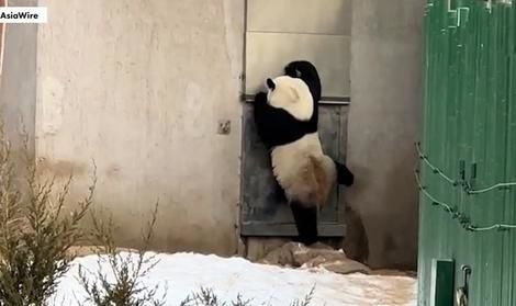 (ویدئو) خرس پاندایی که روی پا‌ ایستاده و در می‌زند