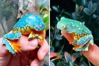 ببینید| قورباغه برگ حاشیه دار؛ این قورباغه انگار با دست رنگ آمیزی شده است!