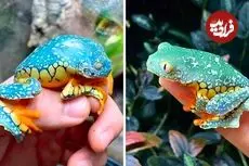 ببینید| قورباغه برگ حاشیه دار؛ این قورباغه انگار با دست رنگ آمیزی شده است!