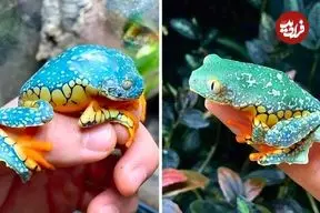 ببینید| قورباغه برگ حاشیه دار؛ این قورباغه انگار با دست رنگ آمیزی شده است!