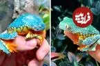 ببینید| قورباغه برگ حاشیه دار؛ این قورباغه انگار با دست رنگ آمیزی شده است!