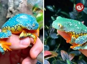 ببینید| قورباغه برگ حاشیه دار؛ این قورباغه انگار با دست رنگ آمیزی شده است!
