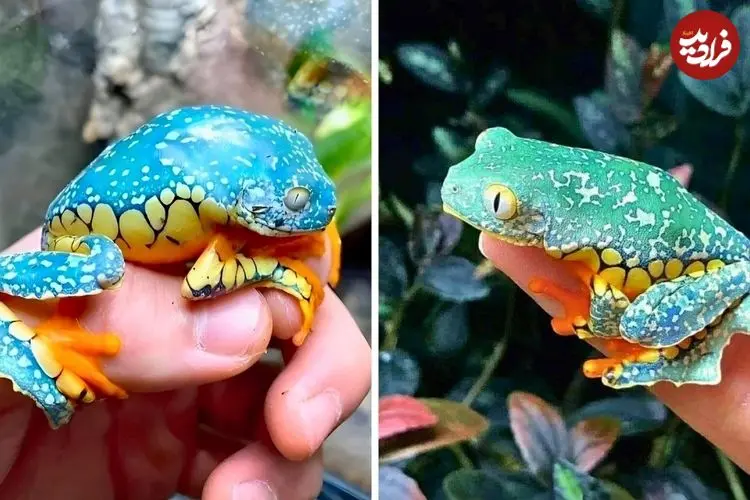 ببینید| قورباغه برگ حاشیه دار؛ این قورباغه انگار با دست رنگ آمیزی شده است!