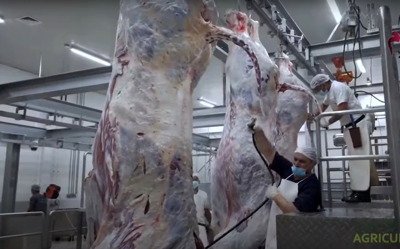 (ویدئو) فرآیند پرورش شتر؛ برش و بسته بندی گوشت شترهای 500 کیلوگرمی در کارخانه