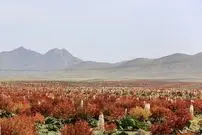 (ویدئو) تصاویر بزرگترین دشت ریواس ایران؛ مخملی خوابیده در قلب ایران