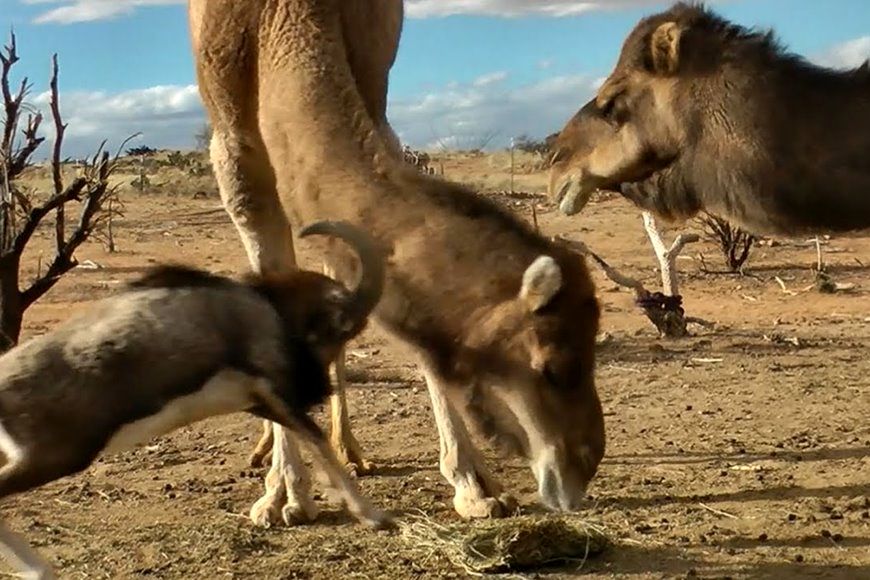 (ویدئو) دعوای بامزه کَل با دو شتر بر سر غذا