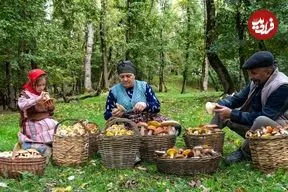ببینید| غذای روستایی در آذربایجان؛ جمع آوری قارچ جنگلی و تهیه ترشی با آن ها