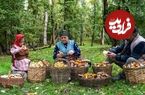 ببینید| غذای روستایی در آذربایجان؛ جمع آوری قارچ جنگلی و تهیه ترشی با آن ها