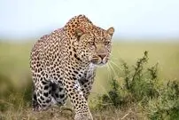 (ویدئو) قدرت حمل لاشه توسط پلنگ را ببینید