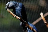 عکس| تولد اولین جوجه نادرترین طوطی جهان که در طبیعت منقرض شده 