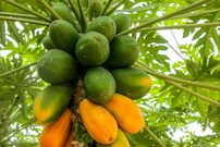 ۷ میوه که سیستم ایمنی و دستگاه گوارش را تقویت می‌کنند