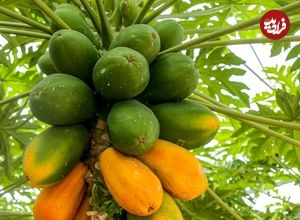 ۷ میوه که سیستم ایمنی و دستگاه گوارش را تقویت می‌کنند