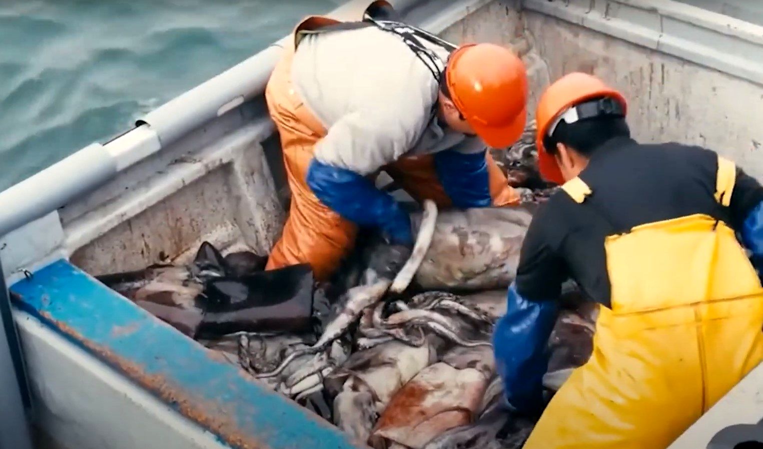 (ویدئو) نحوه صید و فرآوری تماشایی صدها تن ماهی مرکب غول پیکر و خرچنگ کارخانه