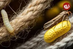 هیولای کوچکی که فرش و لباس می‌خورد!