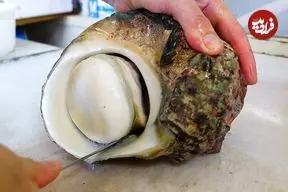 ببینید| غذای خیابانی در ژاپن؛ پخت غذایی خاص با حلزون دریایی غول پیکر در اوکیناوا