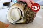 ببینید| غذای خیابانی در ژاپن؛ پخت غذایی خاص با حلزون دریایی غول پیکر در اوکیناوا