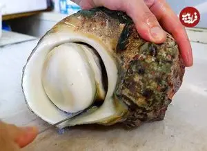ببینید| غذای خیابانی در ژاپن؛ پخت غذایی خاص با حلزون دریایی غول پیکر در اوکیناوا